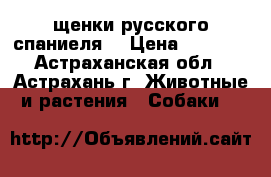 щенки русского спаниеля. › Цена ­ 3 000 - Астраханская обл., Астрахань г. Животные и растения » Собаки   